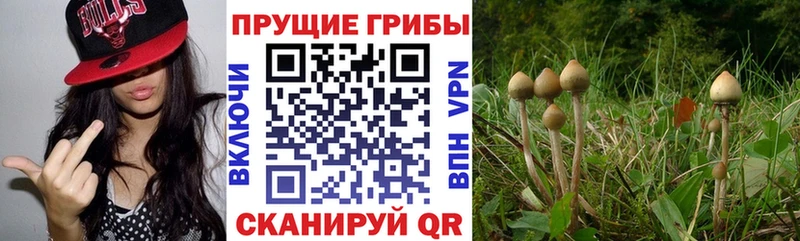 Галлюциногенные грибы Magic Shrooms  Иннополис 